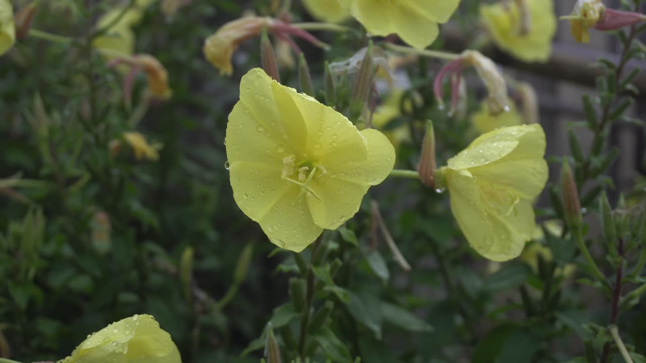 오노테라 비엔니스 (oenothera biennis) 는 산악지방에서 꽃을 피운다.