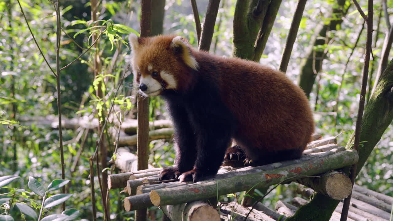 Panda červená v rezervaci Tuťiang-jen v Čcheng-tu, Čína – detailní záběr