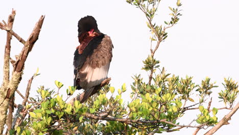 Águila-Bateleur-Macho,-Acicalándose-Mientras-Está-Posado-En-Una-Rama