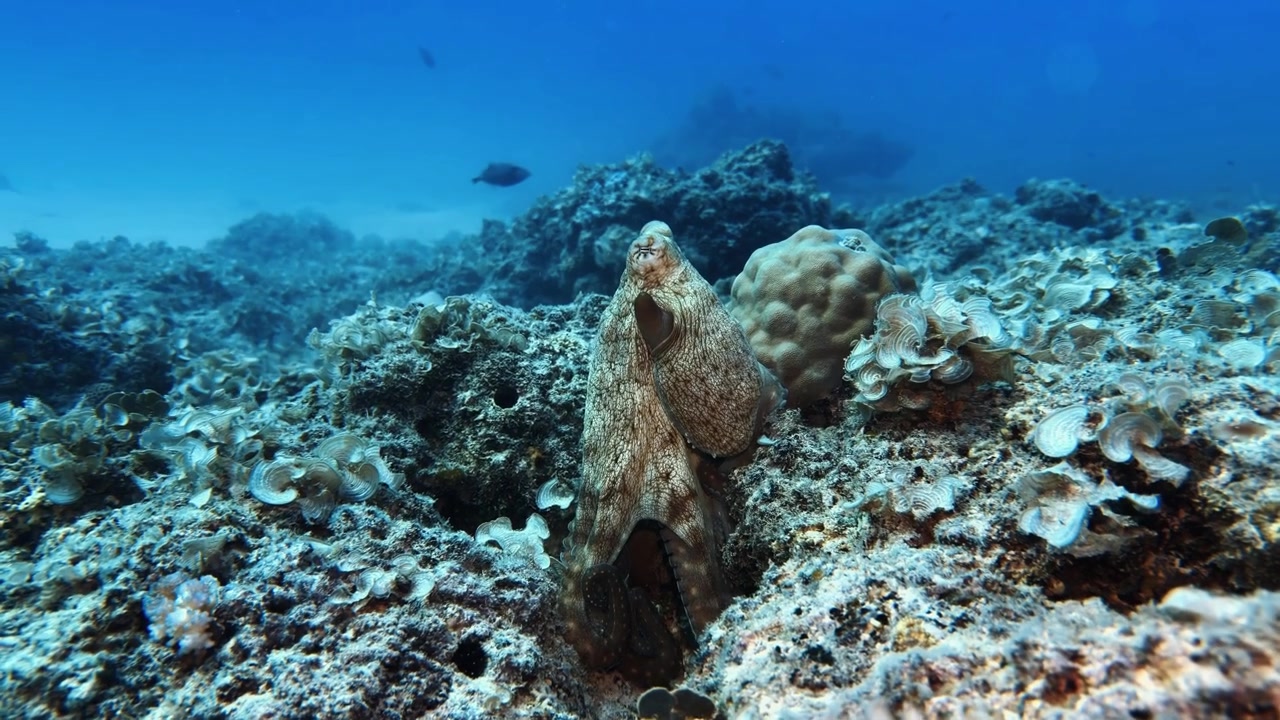 Kamufleret blæksprutte, der kommer frem fra revet på Mauritius. Undervandsoptagelser af havdyr viser naturlig adfærd, havets biodiversitet og liv i tropiske økosystemer
