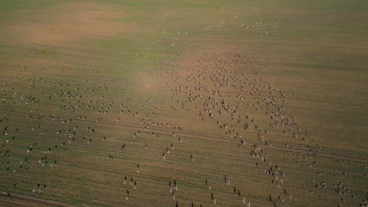 A large flock of birds spreads across a vast open field seen from a high aerial perspective