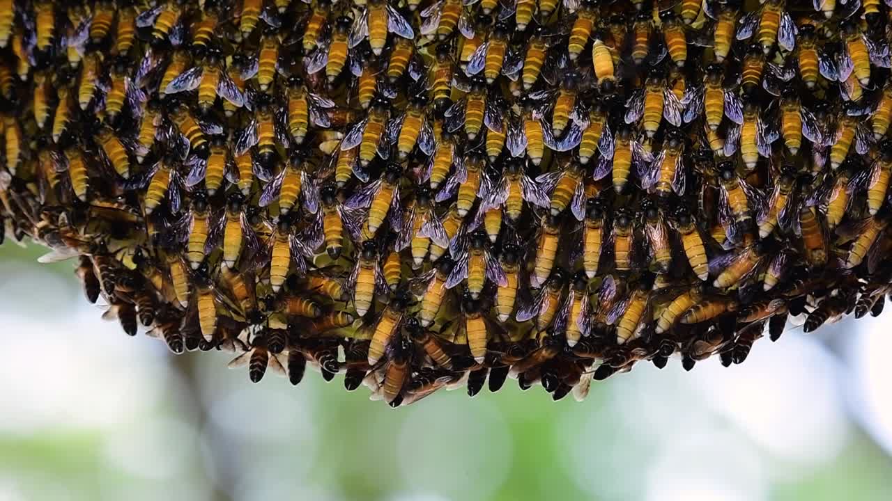 se sabe que las abejas melíferas gigantes construyen grandes colonias de nidos con bolsillos simétricos hechos de cera para almacenar miel como fuente de alimento.