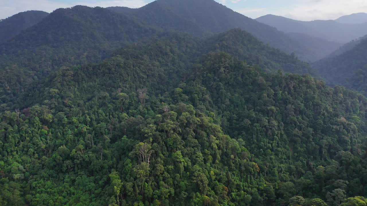 Backwards aerial dolly shot of rainforest in Gunung Leuser National Park, the Tropical Rainforest Heritage of Sumatra, Indonesia - drone tilting slightly down