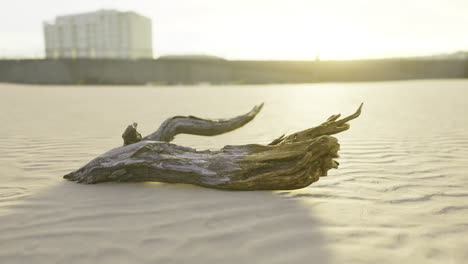 driftwood rests on sandy beach during sunset near city skyline