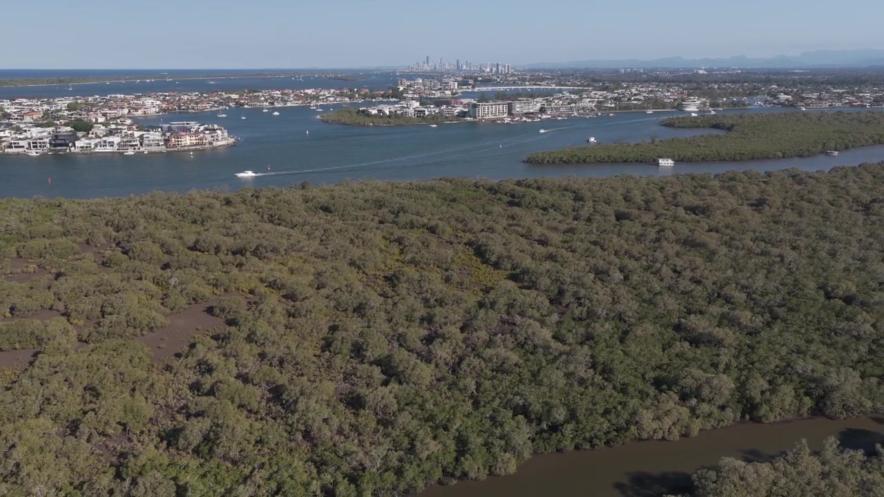 Fitta mangrovia dell'isola di Coomera sul fiume Coomera con lo skyline della Gold Coast in lontananza. Ripresa aerea in allontanamento.
