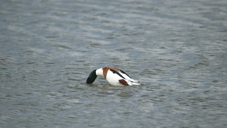 common shelduck male cleaning feathers and flapping wings while in water, slowmotion