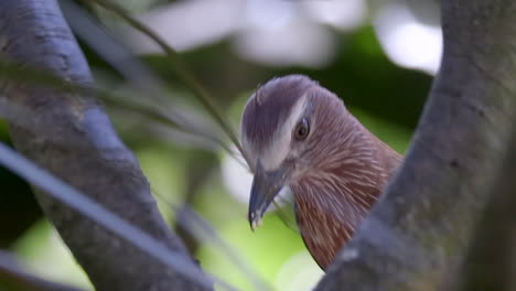 un hermoso rodillo morado que se asoma desde detrás de las ramas de los árboles y se alimenta - cierra