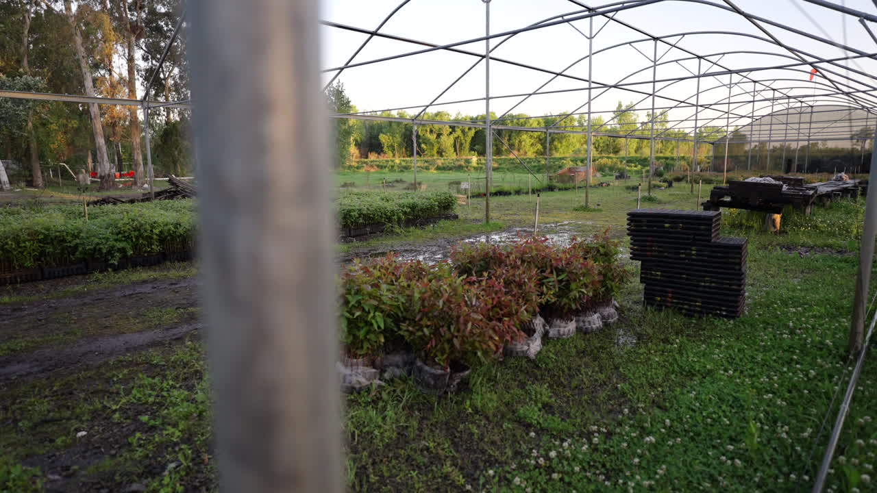A tree nursery showcasing saplings and seedling trays, nurturing young plants for future growth