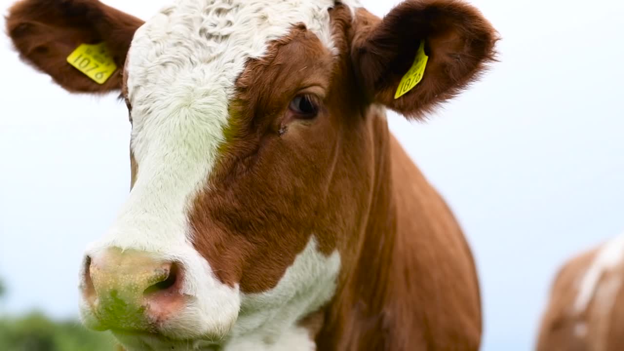 Ruskeavalkoinen utelias Longhorn-nauta tuijottaa kamerani linssiin ohittaessani sen iltapäiväkävelyllä maaseudulla.