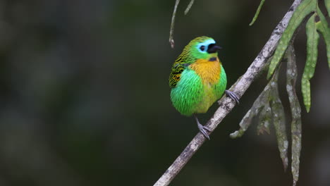 Tangara-De-Pecho-Bronceado-De-La-Selva-Tropical-En-Brasil