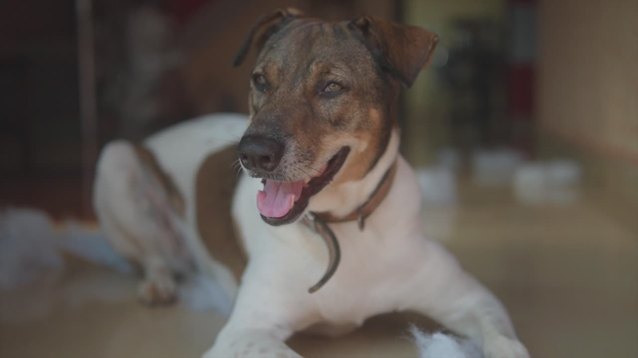 Static handheld shot of a lying jack russell dog looking past the camera with a tired look in the home