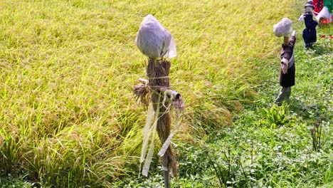 Espantapájaros-En-Campo-De-Arroz-Al-Estilo-Japonés.