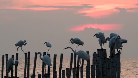 The-Great-Egret,-also-known-as-the-Common-Egret-or-the-Large-Egret