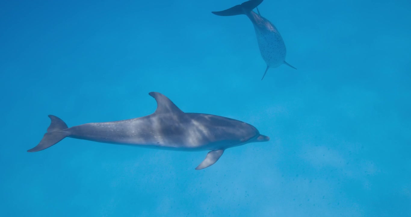 Eleganti delfini maculati dell'Atlantico si muovono agilmente attraverso acque tropicali limpide e blu sotto la superficie.
