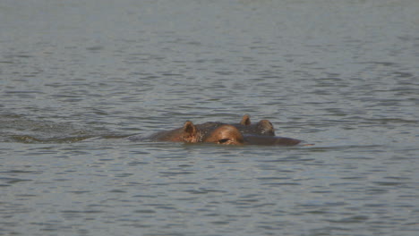 un hipopótamo nadando en el lago del parque nacional kruger, podemos ver al hipopótamo parpadeando