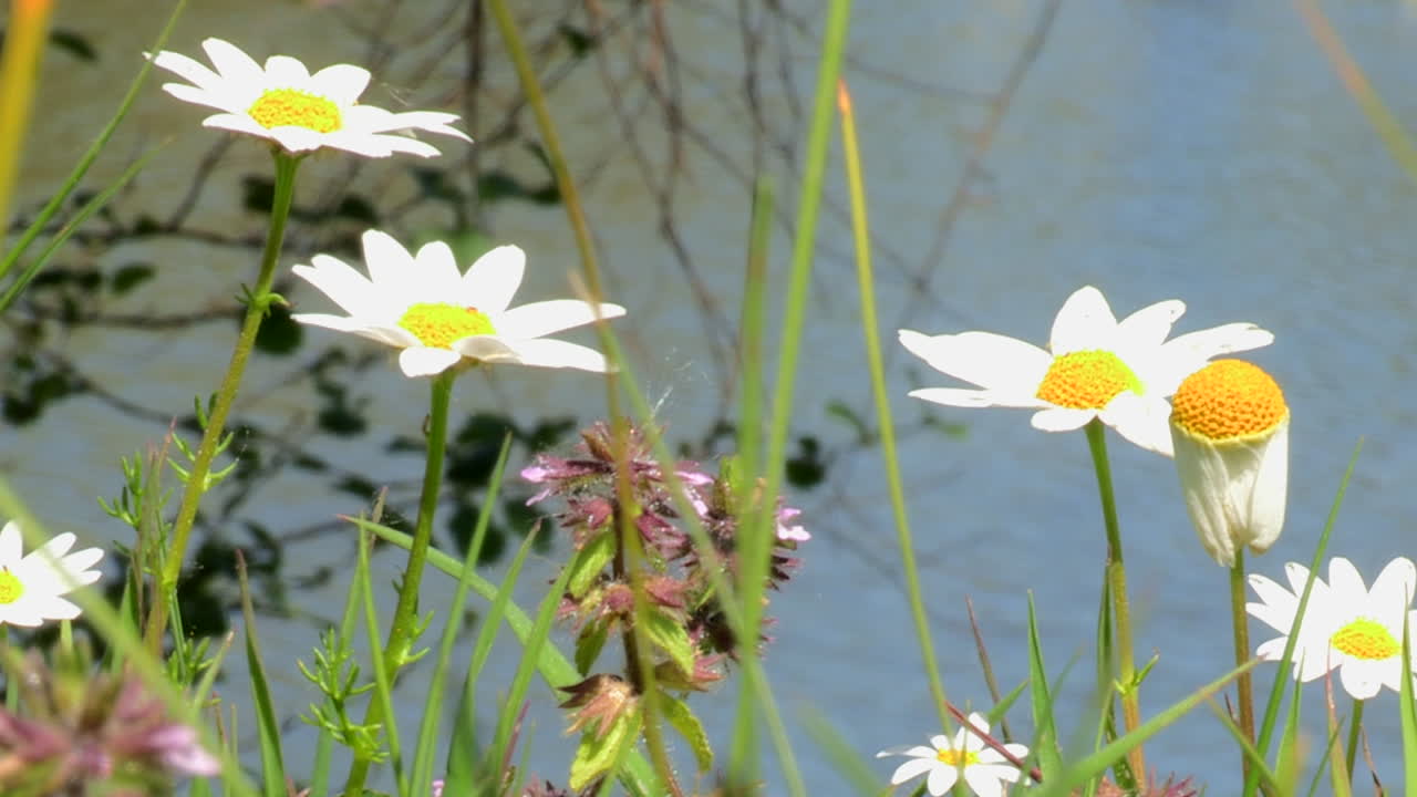 nahaufnahme von kamillenblüten, die sich sanft im wind bewegen, im hintergrund das ruhige wasser eines sees