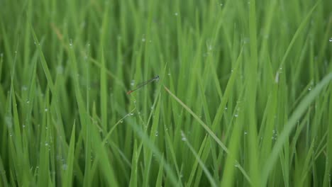 the needle dragonfly or zygoptera is also called damselfly on the leaves of rice