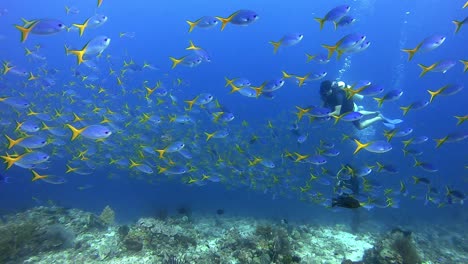 a school of yellowtail fusiliers swimming around scuba divers