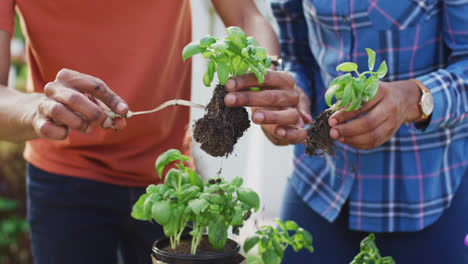 sección media de una pareja afroamericana plantando hierbas en el patio trasero