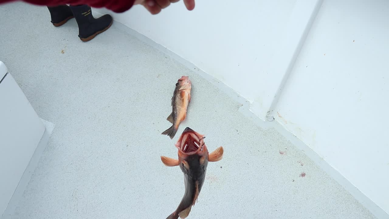 느린 동작으로 갑판에 퍼덕거리는 볼락