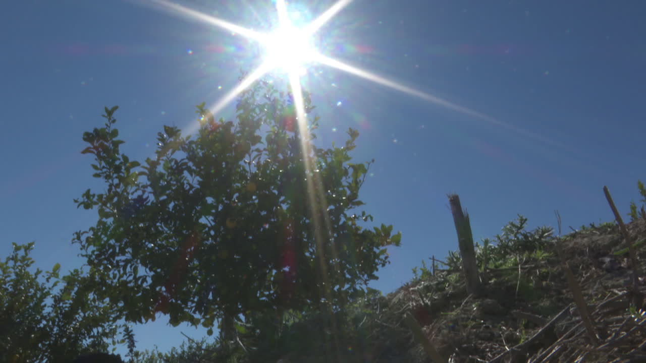 Fruit Trees Under Sunny Sky