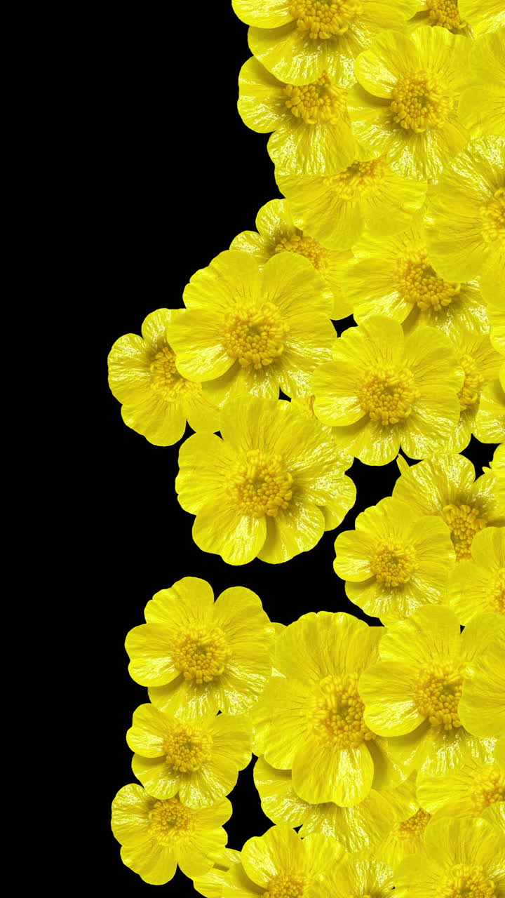 Livlige gule blomster i overgang på sort baggrund