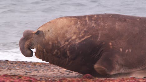 Vista-Lateral-Del-Macho-Dominante-De-Elefante-Marino-Maestro-De-La-Playa-Galopando-Hacia-Adelante-En-Cámara-Lenta,-Mamífero-Marino