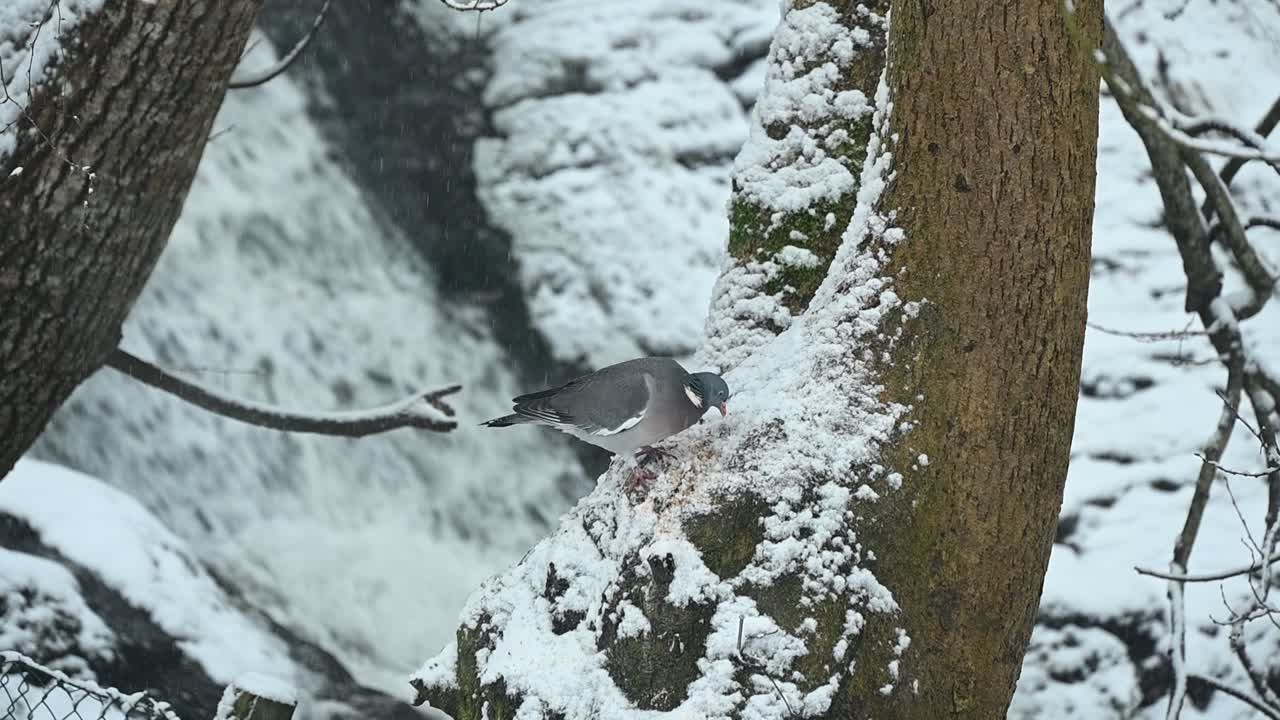 Common Wood Pigeon on curved tree covered in snow near waterfall hunts and pecks for insects during light snowfall in Norway.