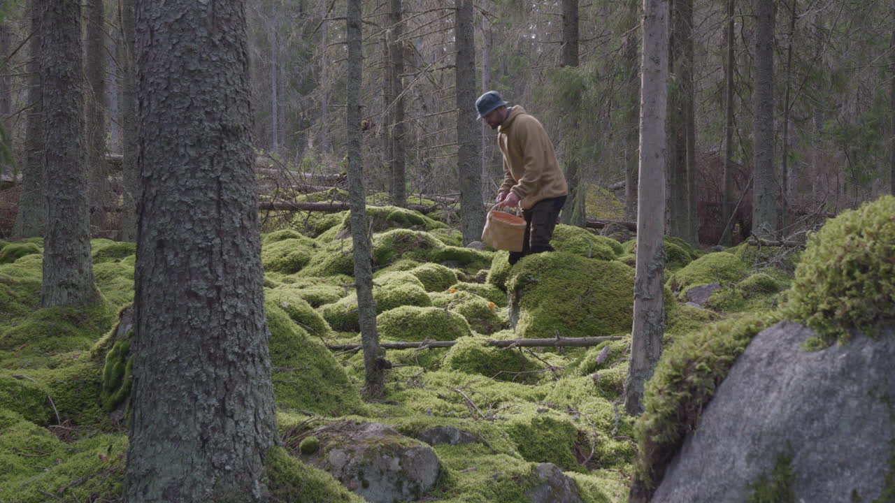 Nordisk voksen mand plukker svampe i mosbeklædt skov.