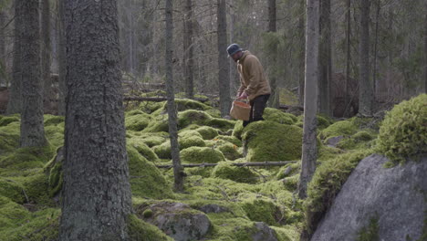 nordic adult man picking mushroom in moss covered forest