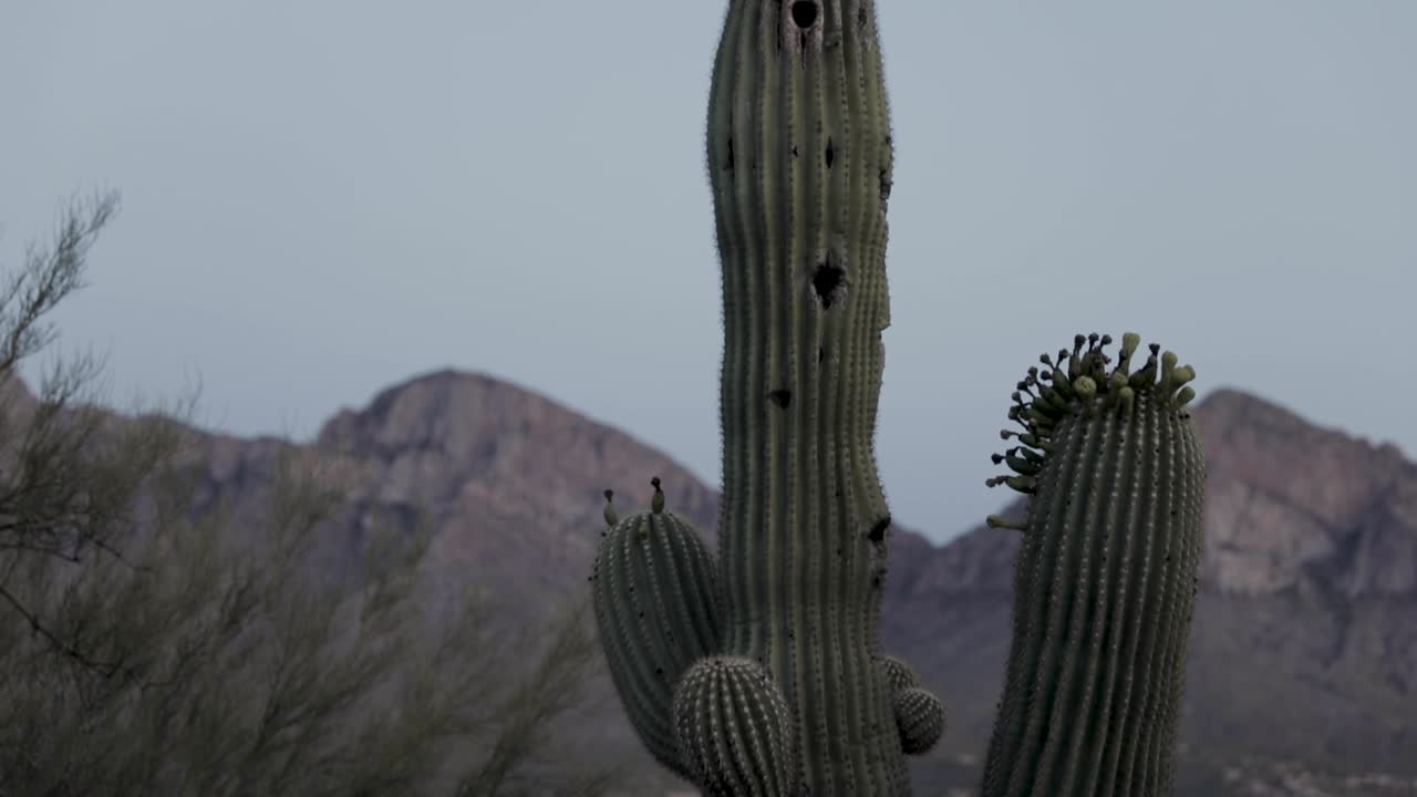 cacto saguaro con varios brazos después del atardecer