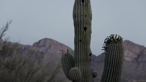 saguaro cactus with several arms after sunset