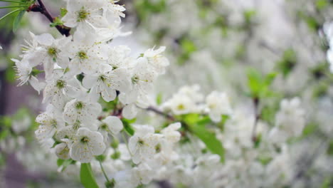 blossoming cherry tree. cherry flower on tree. wind sways cherry blossom