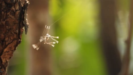 mosquitoes mating in wind