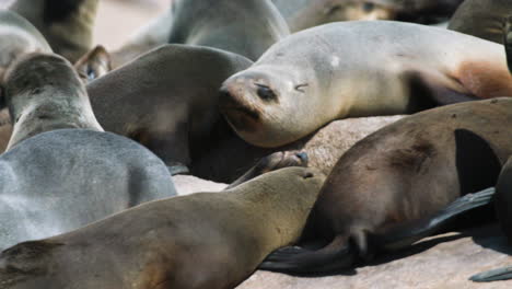 group of cape fur seals resting on rocky beach, medium to close-up shot, two seal rubbing noses together