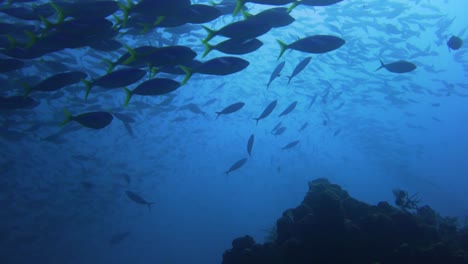 Cardúmenes-De-Peces-Está-Nadando-Alrededor