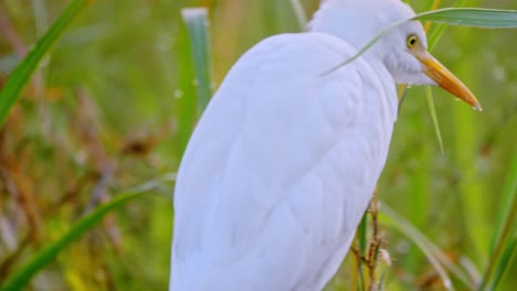 Close-up-panning-shot-of-an-egret-standing-on-top-of-a-buffalo's-back