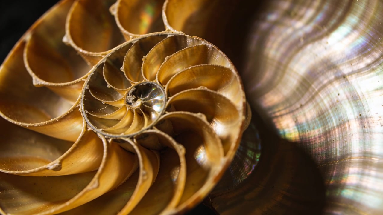 Luce mutevole che fa sì che una conchiglia di nautilus dimezzata mostri camere a spirale su uno sfondo scuro, con madreperla.