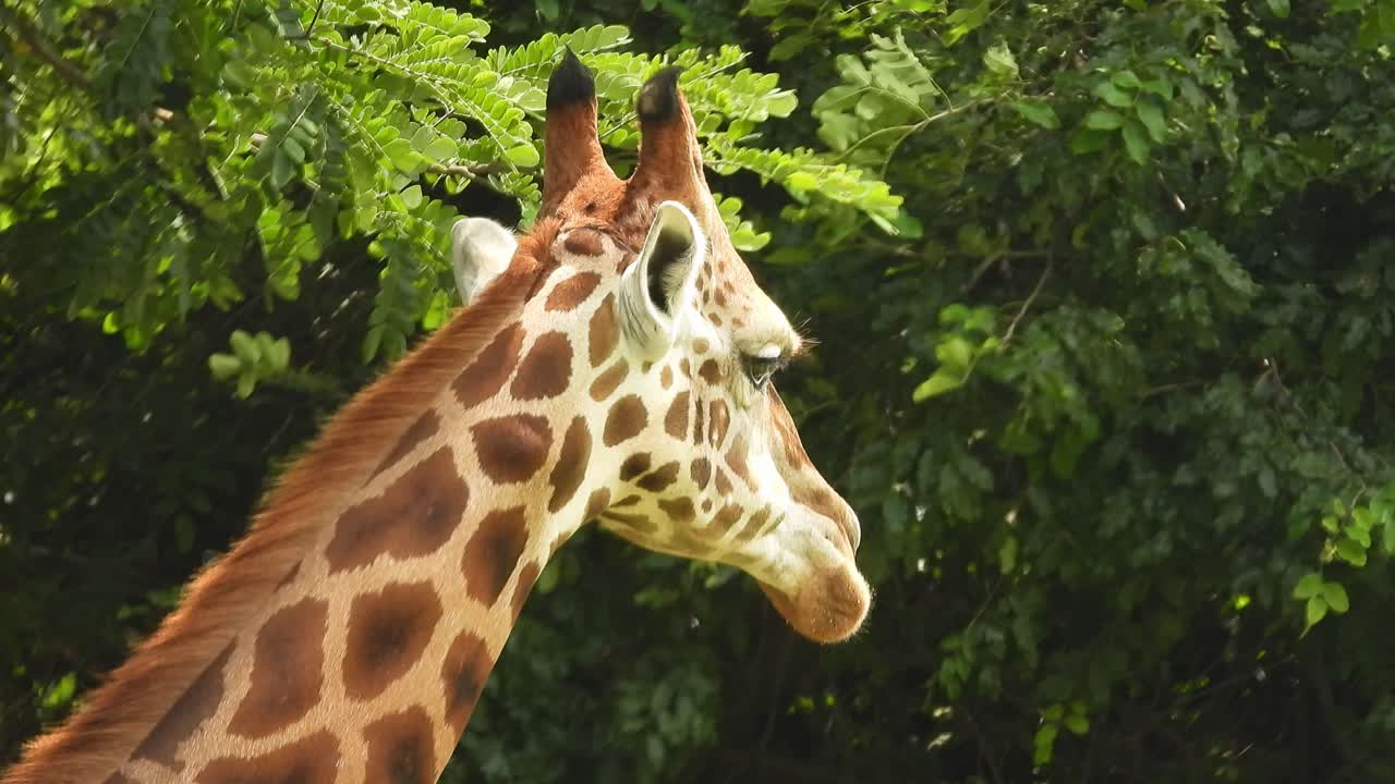 Primo piano della testa di una giraffa che rumina nello zoo