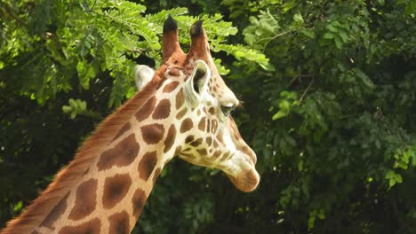 close up of giraffe head ruminating in zoo