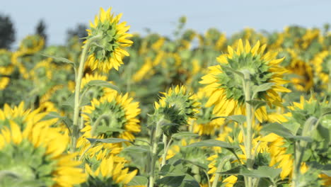 Rückansicht-Auf-Höhe-Eines-Sonnenblumenfeldes,-Das-Sich-Langsam-Mit-Dem-Wind-Bewegt