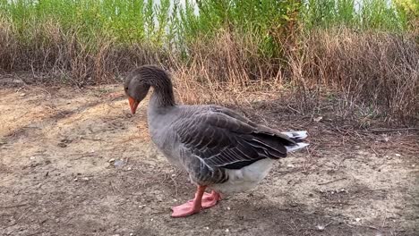 a gray goose pecks something off the ground and then poops and moves all over