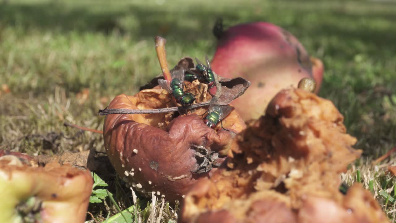 지상의 말라붙은 사과 위로 떼를 지어 날아다니는 파리