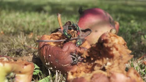 swarming flies over dried rotting apple on the ground