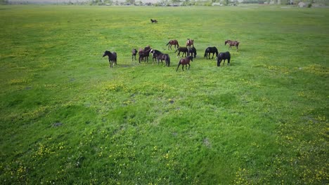 un rebaño de caballos pastando en el césped
