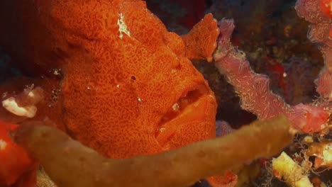 close up shot of a giant orange frogfish hiding between corals