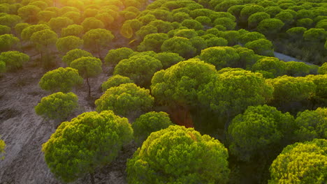 sunlit forest of stone pine tree during summer in el rompido, andalusia, spain