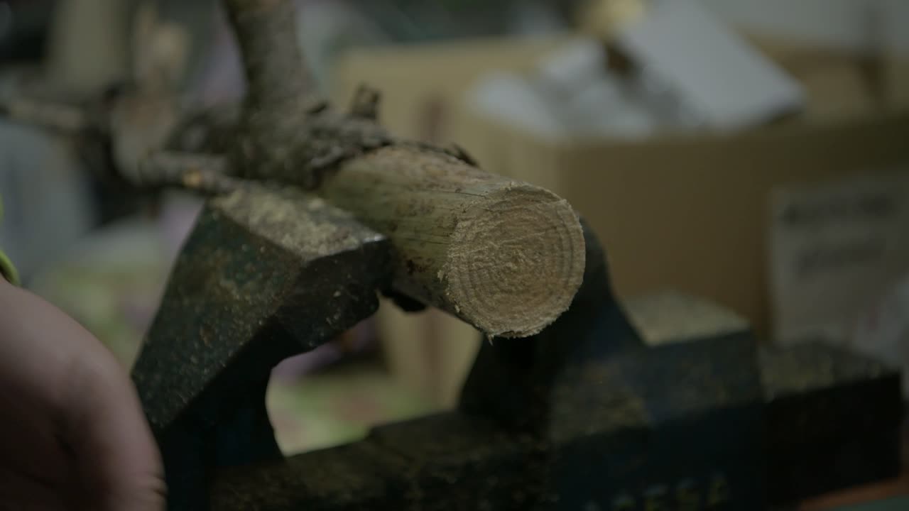 Close up of an electric saw cutting through a wood log secured in a vise. Final stage of a woodworking process in a workshop environment