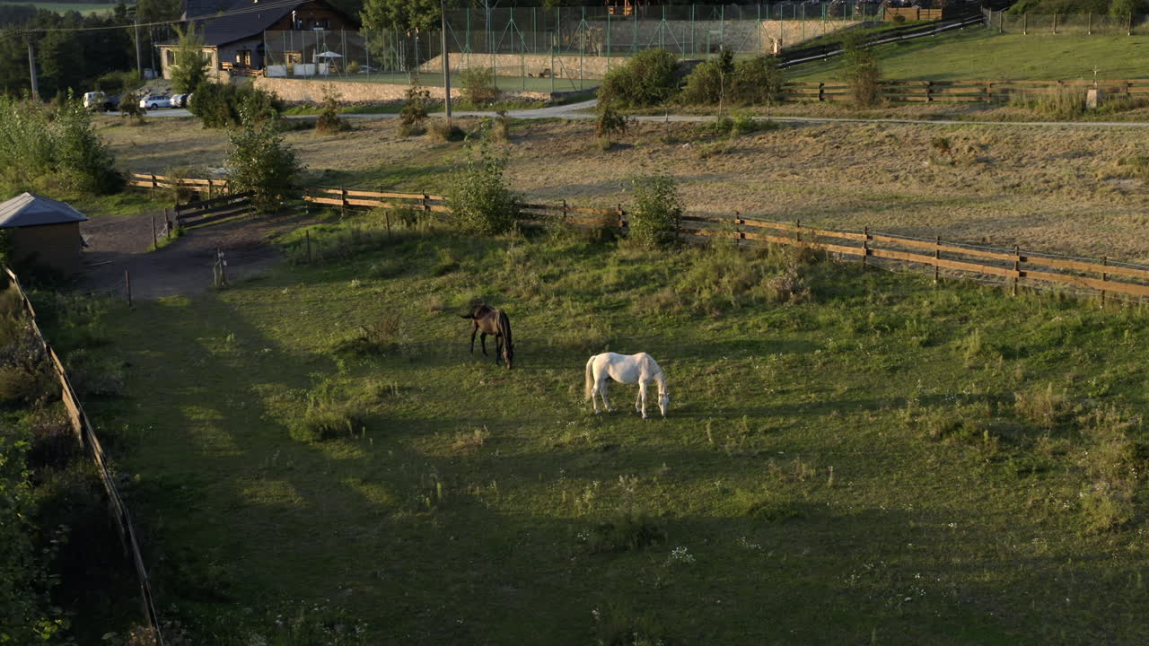 toma aérea de dos caballos en un campo al amanecer, pastando en hierba verde en un potrero de granja