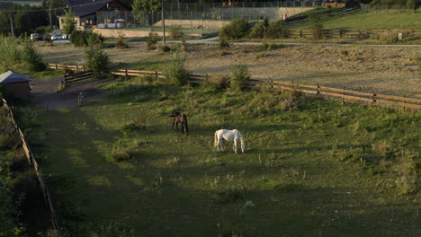 Toma-Aérea-De-Dos-Caballos-En-Un-Campo-Al-Amanecer,-Pastando-En-Hierba-Verde-En-Un-Potrero-De-Granja